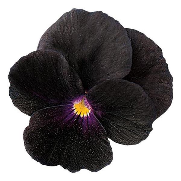 Viola Sorbet Black Delight