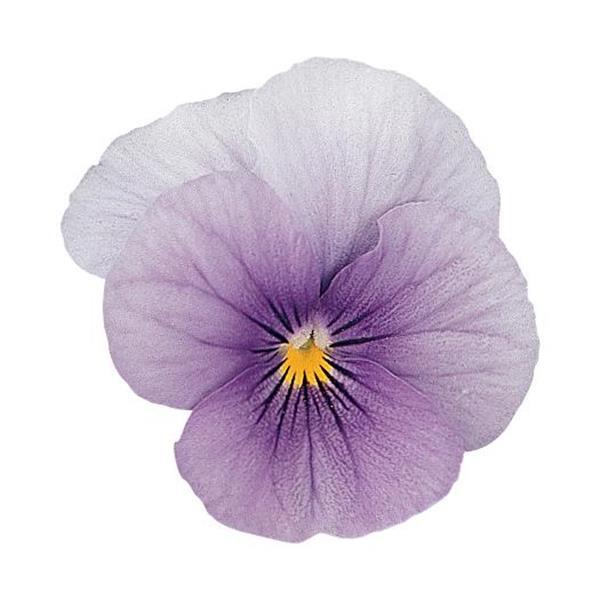 Viola Sorbet Icy Blue