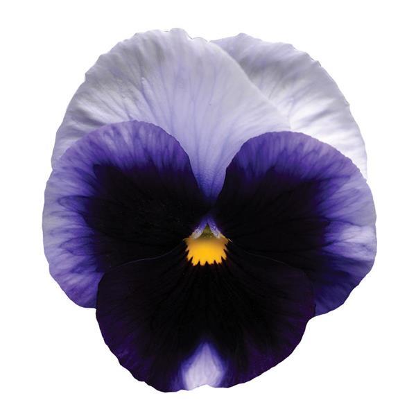 Pansy Matrix Beaconsfield