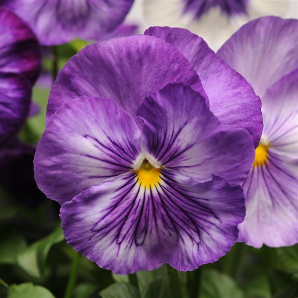 Pansy Mixes Matrix Lavender Shades