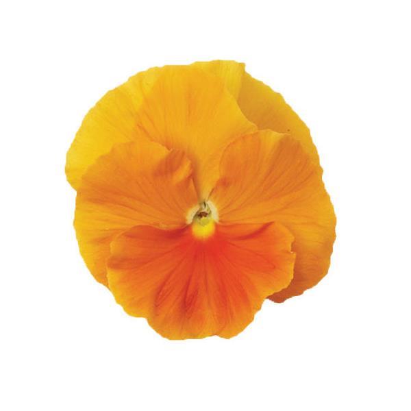 Pansy Matrix Orange