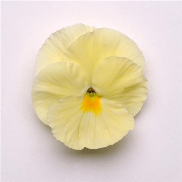 Pansy Matrix Primrose