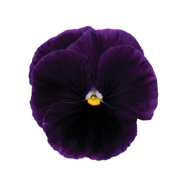 Pansy Matrix Purple