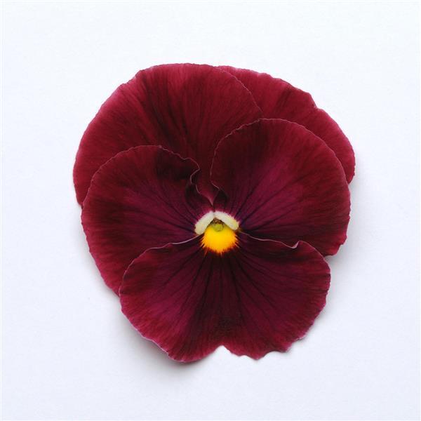 Pansy Matrix Rose