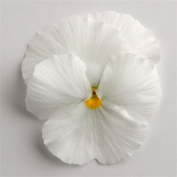Pansy Matrix White