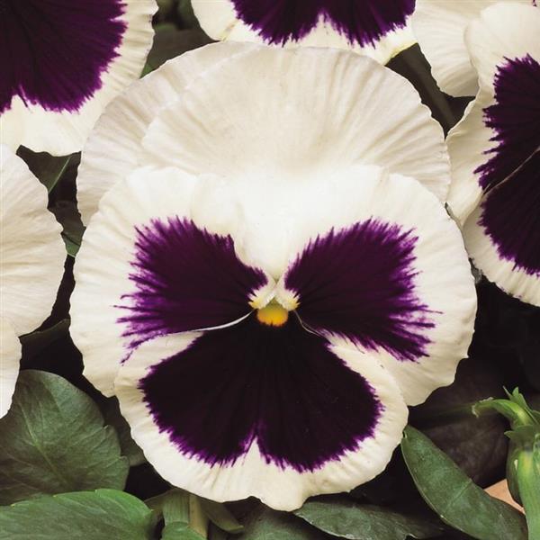 Pansy Matrix White Blotch