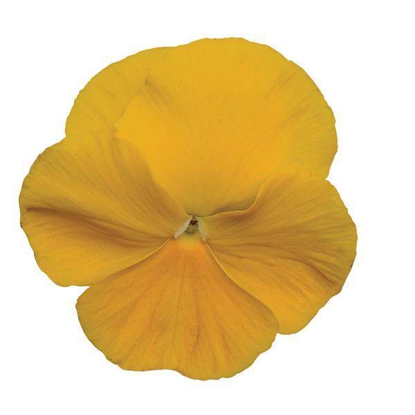 Pansy Matrix Yellow