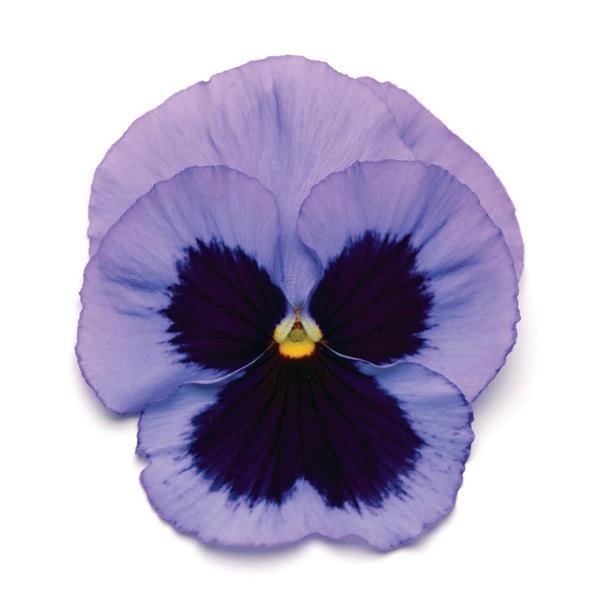 Pansy Matrix Ocean