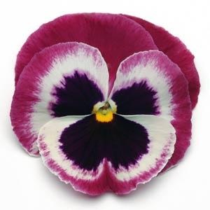 Pansy Matrix Rose Wing