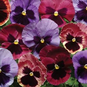 Pansy Mixes Matrix Coastal Sunrise
