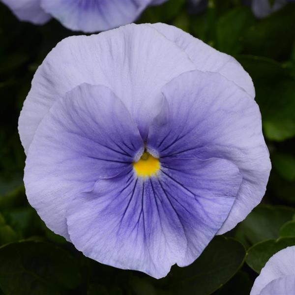 Pansy Matrix Light Blue