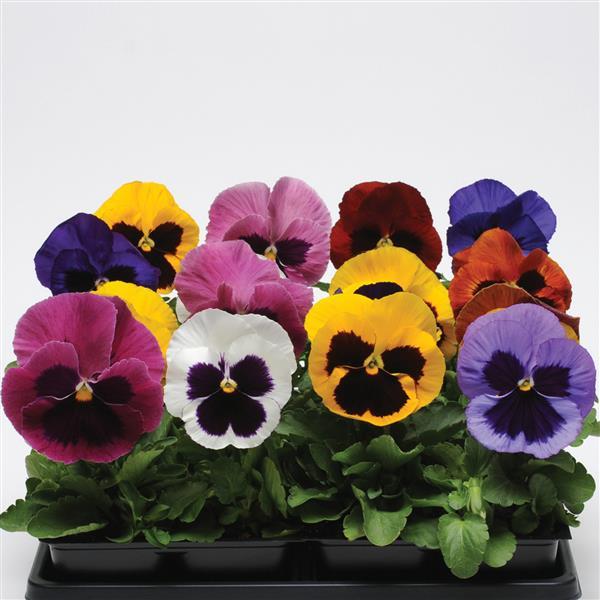 Pansy Mixes Matrix Blotch Mix