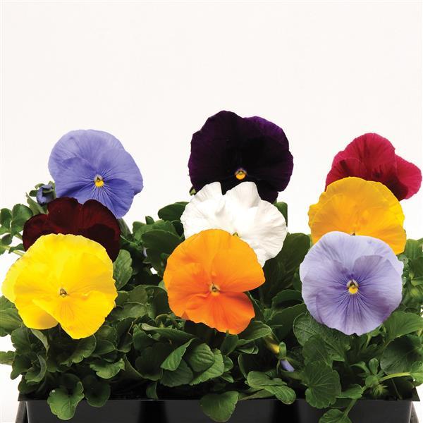 Pansy Mixes Matrix Clear Mix