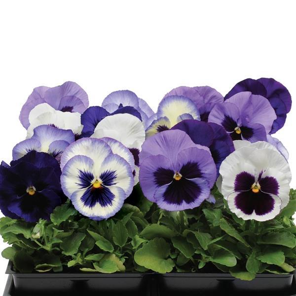 Pansy Mixes Matrix Ocean Breeze Mix