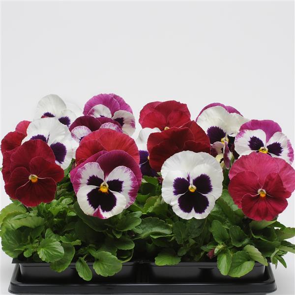 Pansy Mixes Matrix Raspberry Sundae Mix