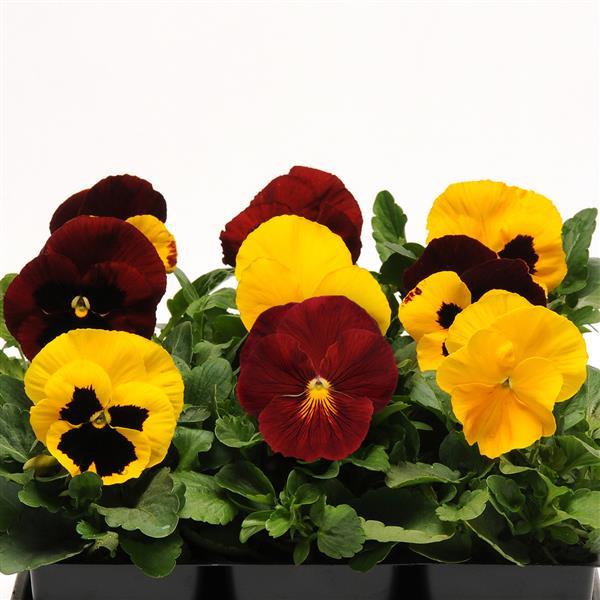 Pansy Mixes Matrix Autumn Blaze Mix
