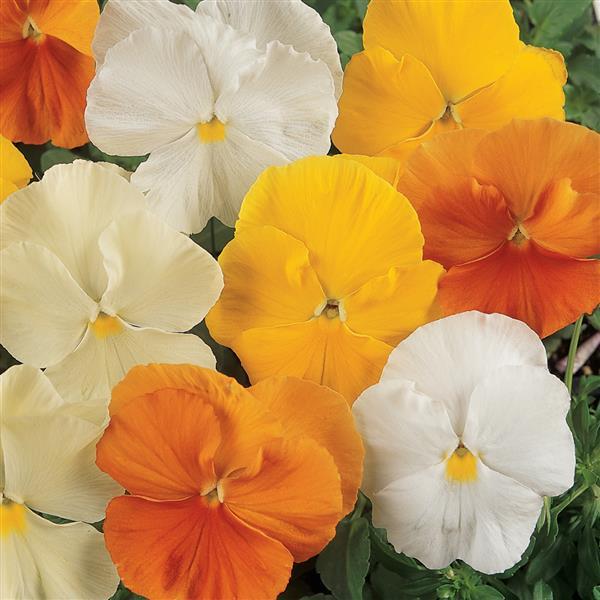 Pansy Mixes Matrix Citrus Mix