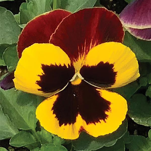 Pansy Matrix Red Wing