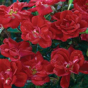 Shrub Rose Meidiland® Crimson
