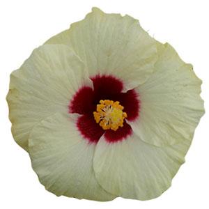 HibisQs® Boreas White Hibiscus - Bloom