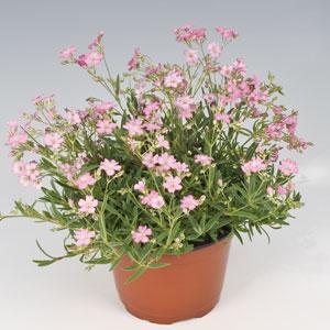 Gypsophila Filou Rose