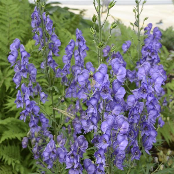 Aconitum fisheri  - Bloom