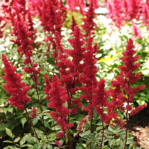 mexican heather plant Mexican Heather Wine Plant Plug (Cuphea hyssopifolia 'Wine') – Fine  Wine-Colored Flowers for Borders and Groundcover main image 1
