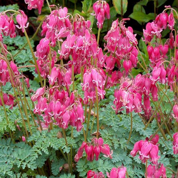 Dicentra King Of Hearts - Bloom