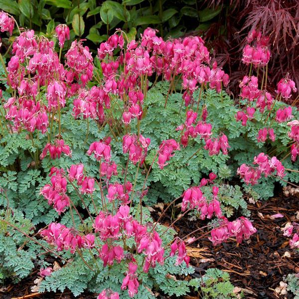 Dicentra King Of Hearts - Landscape