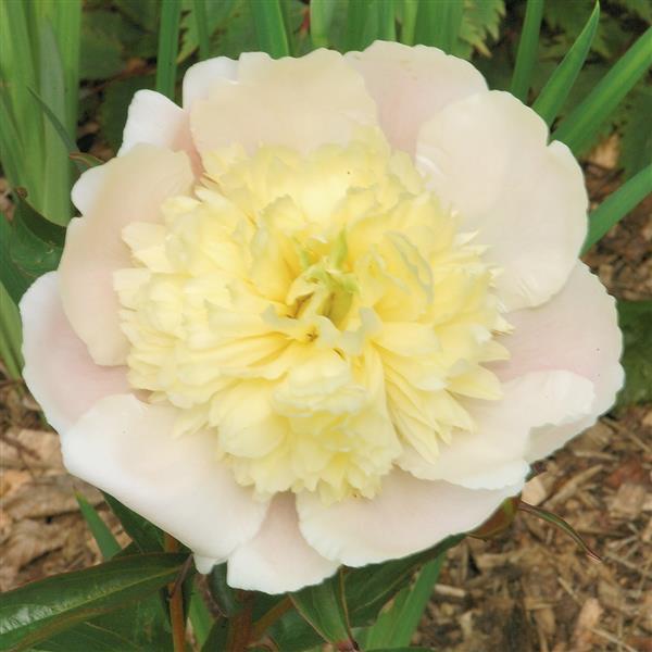 Paeonia lactiflora Primevere