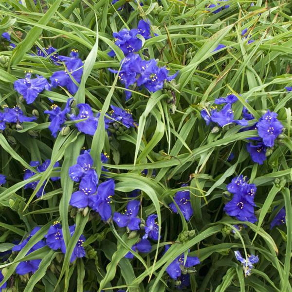Tradescantia andersoniana Zwanenburg Blue