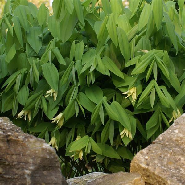 Uvularia Grandiflora  - Garden