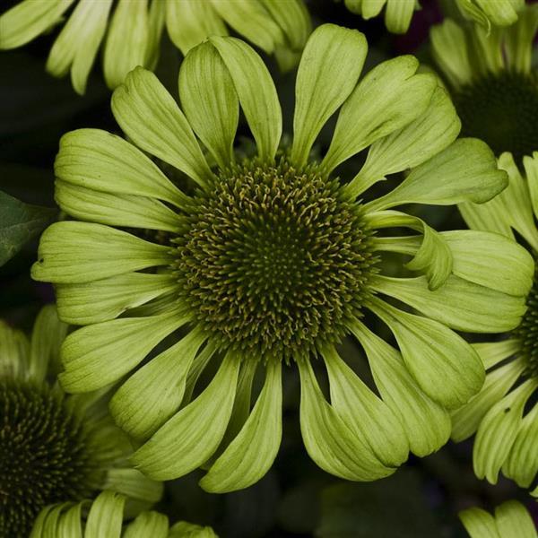 Echinacea purpurea Green Jewel