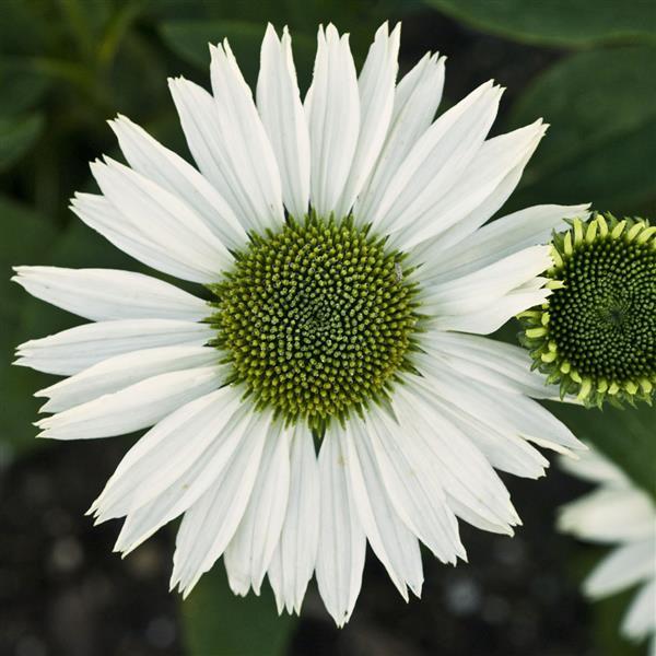 Echinacea purpurea Virgin