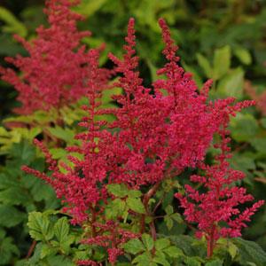 Astilbe Younique Carmine - Bloom