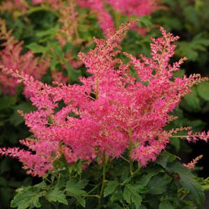 Astilbe Younique Cerise - Bloom