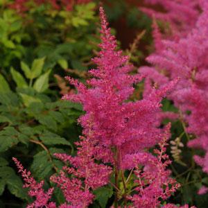 Astilbe Younique Lilac - Bloom