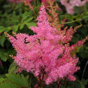 Astilbe Younique Pink - Bloom