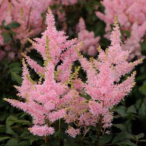 Astilbe Younique Salmon - Bloom