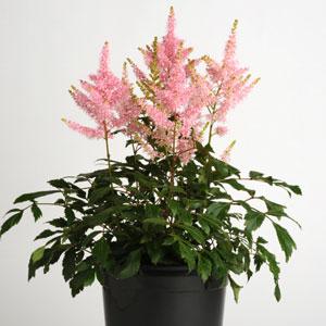 Astilbe Younique Salmon - Container