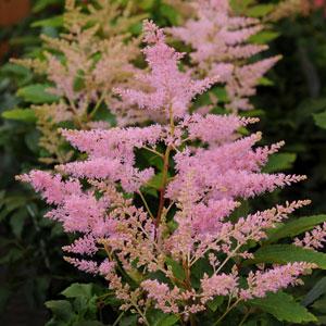 Astilbe Younique Silvery Pink - Bloom