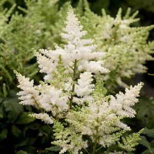 Astilbe Younique White - Bloom