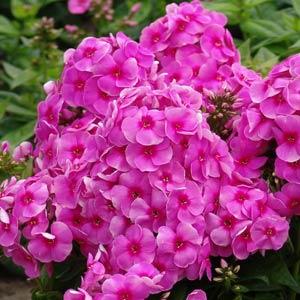 Phlox paniculata Top Shelf Cosmopolitan - Bloom