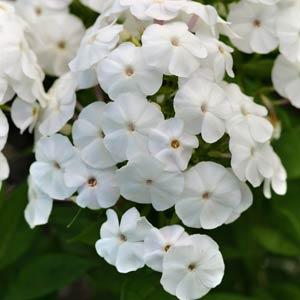 Phlox paniculata Top Shelf Pina Colada - Bloom