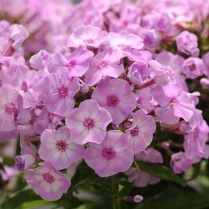 Phlox paniculata Top Shelf Pink Lady - Bloom