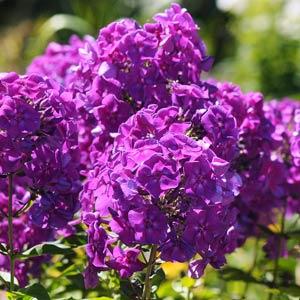 Phlox paniculata Top Shelf Purple Kiss - Bloom