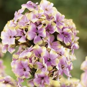 Phlox paniculata Top Shelf Sherbet Cocktail - Bloom
