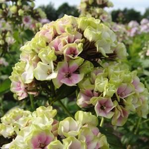 Phlox paniculata Top Shelf Sherbet Cocktail - Landscape