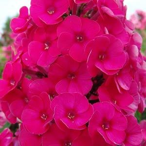 Phlox paniculata Top Shelf Strawberry Daiquiri - Bloom
