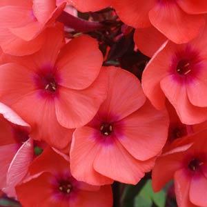 Phlox paniculata Top Shelf Tequila Sunrise - Bloom